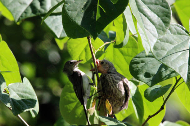 ブルーグレー gnatcatcher 摂食 cowbird ひよこ - cowbird ストックフォトと画像