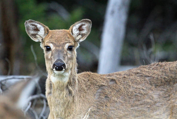 istock Female deer portrait 1155328997