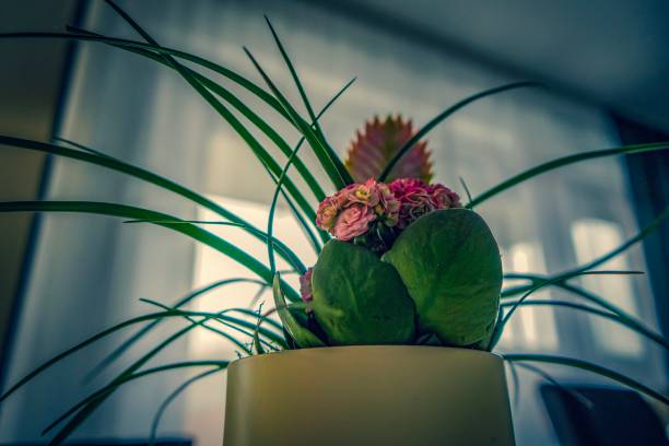 maravillosas plantas como decoración en casa - herb plant dill frond fotografías e imágenes de stock