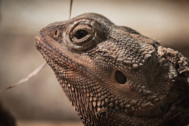 istock beautiful iguana head close up 1155333122