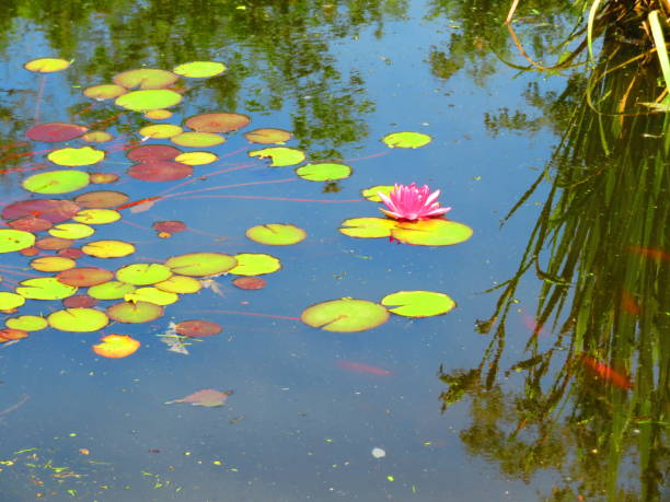 istock Colorful water lilies and lily pads on pond with water reflections 1155333209
