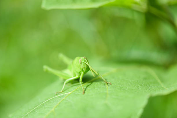 istock Meadow grasshoppe - Green grasshoppe on leaf in the nature macro shot 1155333231