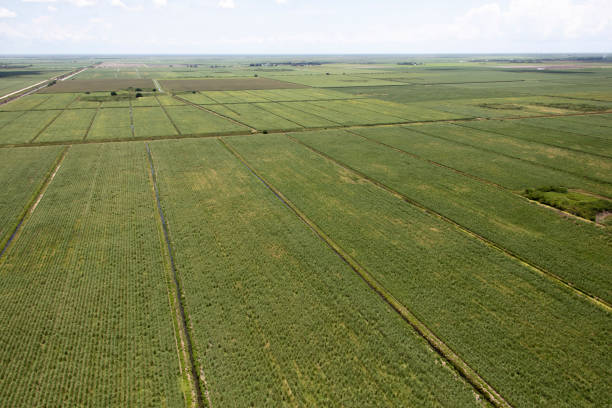 istock Aerial view sugarcane fields south Florida 1155333378