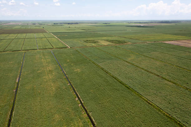istock Aerial view sugarcane fields south Florida 1155334447
