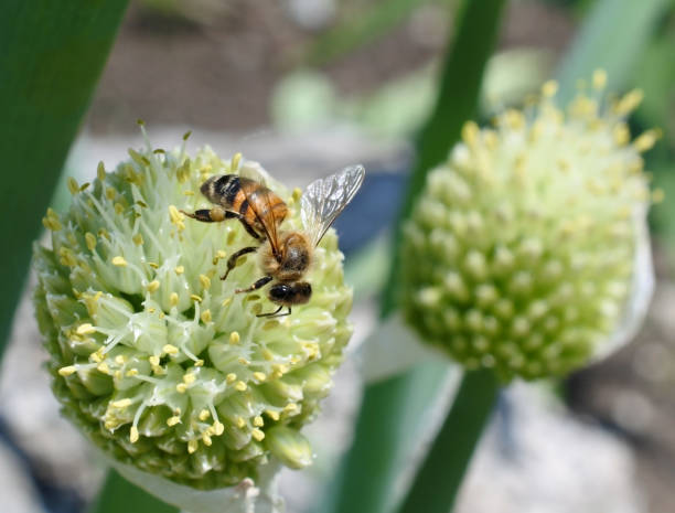 istock bee collects nectar from flowering onions 1155334776