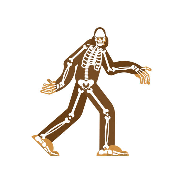 istock Bigfoot skeleton islated. sasquatch skull and bones. Abominable snowman. sasquatch Remains 1155335568