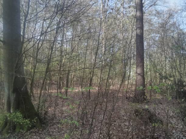 istock Beautiful forest in the morning 1155336442