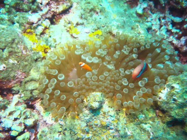 Okinawa,Japan-June 1, 2019: Tomato clownfish, blackback anemonefish or Amphiprion frenatus in sea anemone at the north of Ishigaki island, Okinawa