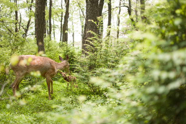 istock Mother deer or doe with fawn in woods - Anthony Esser 1155338480