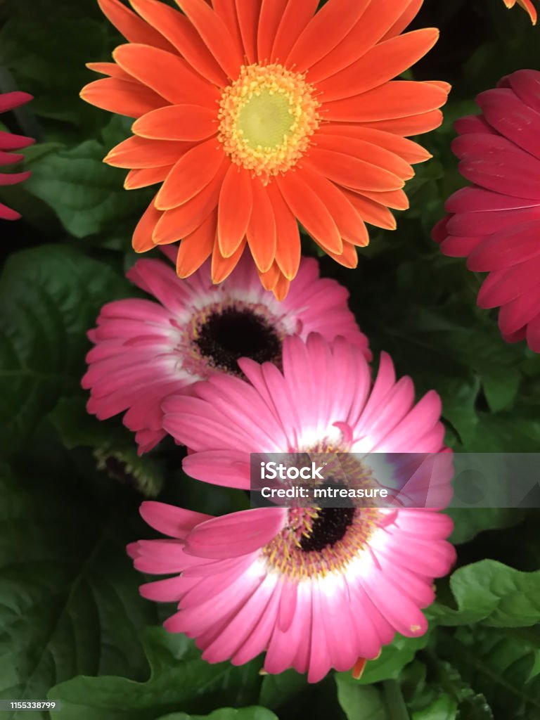Hình Ảnh Các Loài Hoa Gerbera Nhiều Màu Vàng Hồng Đỏ Như Hoa Cúc ...