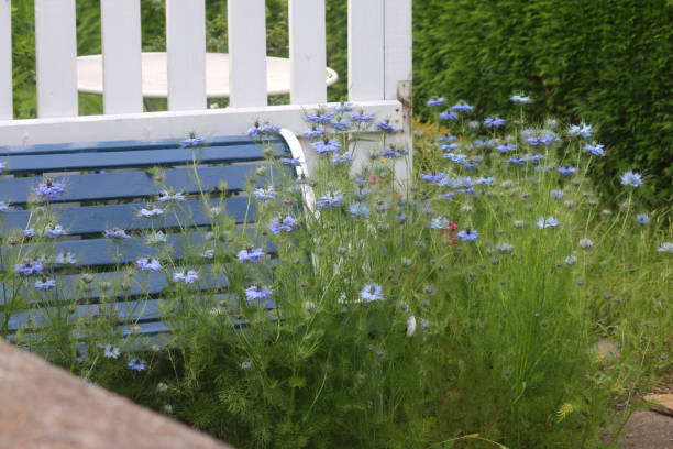 Stock Photo of overgrown garden bench with naturally seeded flowering cornflowers and blue nigella flowers / damascena / annual love in the mist self seeding in wildlife garden, with white picket fencing posts and iron wooden bench painted blue with wood paint imagen de banco de jardín sobrecultivado con flores de maíz floración naturalmente sembradas y flores azul nigella/damascena/amor anual en la niebla auto siembra en el jardín de la vida silvestre, con postes de esgrima blanco y banco de madera de hierr