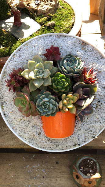 Stock photo of cactus and succulent rosette plants growing as living work of art, as floral arrangement bunch of flowers in vase / flower pot, surrounded by white gravel in alpine sink garden, succulents, cacti / cactus plants as still life houseplant artwork imagen de cactus y suculentas plantas de roseta que crecen como obra de arte viviente, como arreglos florales, racimo de flores en florero/maceta, rodeado de grava blanca en jardín de fregadero alpino, plantas suculentas, cactus y cactus como arte de plan