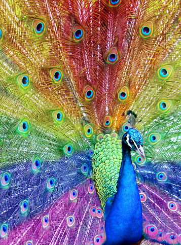Stock photo of rainbow peacock feathers, male peafowl bird displaying fan of feathers with rainbow colours, peacocking and showing off with colourful plumage in the sunshine, purple, blue, green, yellow, orange and red rainbow colours effect