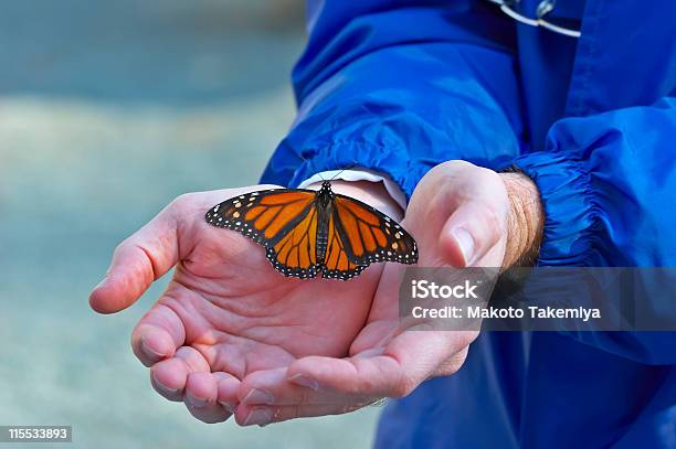 Mãos De Borboleta - Fotografias de stock e mais imagens de Pismo Beach - Pismo Beach, Borboleta, Ao Ar Livre