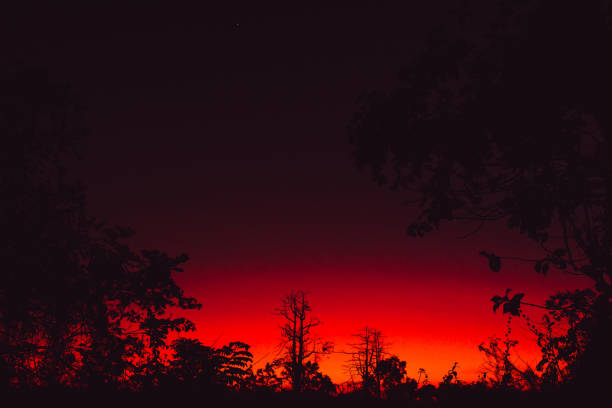 istock Colorful red bright sunset or sunrise with trees in tropics 1155339744