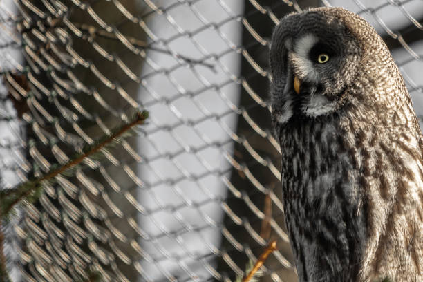 istock portrait of beautiful great grey owl 1155340722