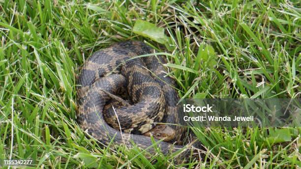 Western Fox Snake Stock Photo - Download Image Now - Snake, Fox, Rat Snake