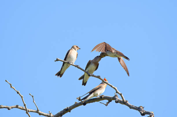 istock Swallow feeding her hungry chicks 1155342569