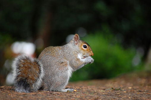 A portrait of a grey squirrel eating a nut in a park with a nice blurred background.