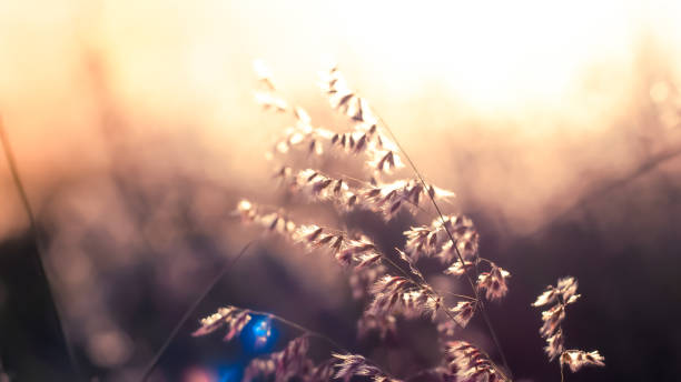 istock Wild flowers on the field in sunset light nature background 1155345382