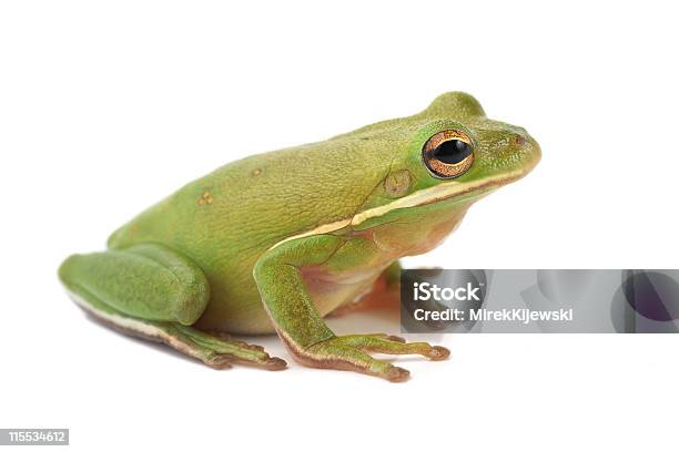 Raganella Litoria Infrafrenata - Fotografie stock e altre immagini di Rana - Rana, Scontornabile, Sfondo bianco