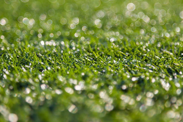 istock Close-up of  green grass with bokeh 1155346449