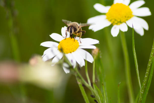 istock honey bee busy on blossom pollen gathering 1155348786