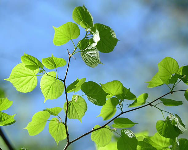 istock Fresh green leaves. Defocused background.Extremely shallow DOF. 115534915