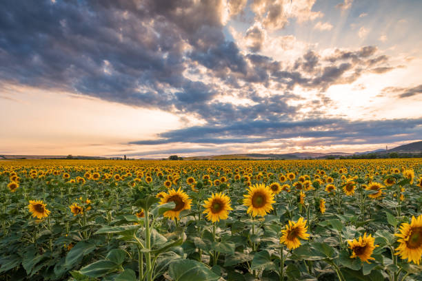 istock Sunflower field at sunset. 1155349782
