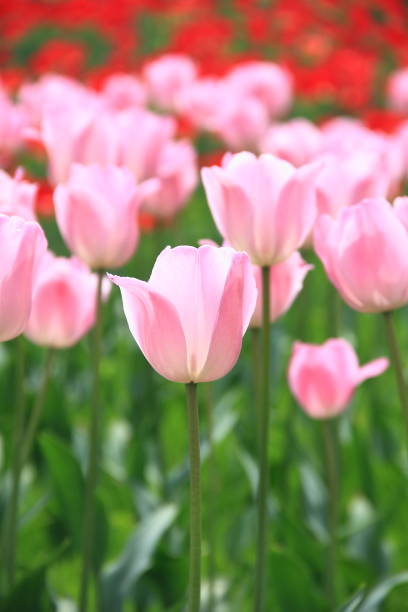 istock Tulip flowers in a garden 1155350464
