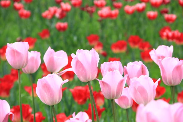 Tulip flowers in a garden