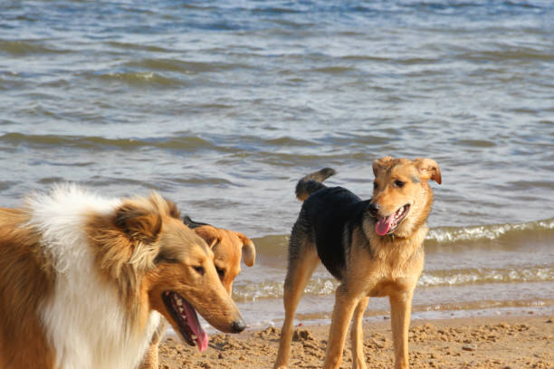 istock happy dogs playing in the sand on the beach pet friendly 1155350721