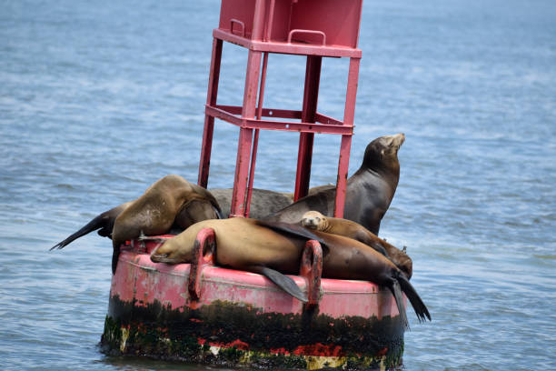 A snapshot of a group of sea lions resting on a buoy anchored off the coast of Dana Point in Orange County, California.