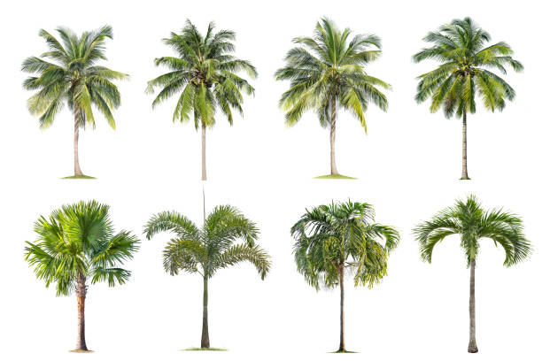 cocotier et palmiers arbre isolé sur fond blanc, - maple tree spring nature tree photos et images de collection