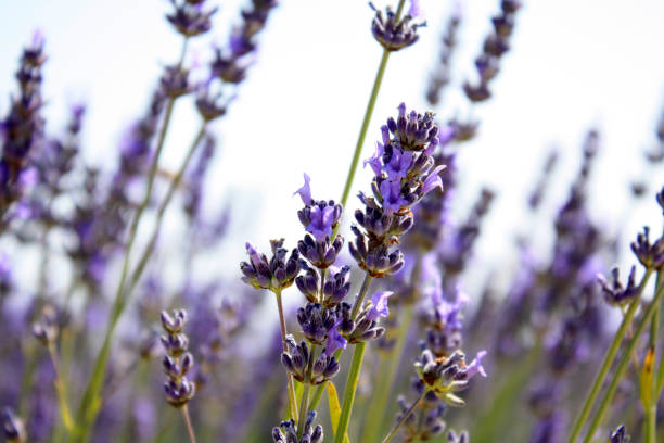 istock Blooming lavender in the field. Lavender flowers. 1155352444