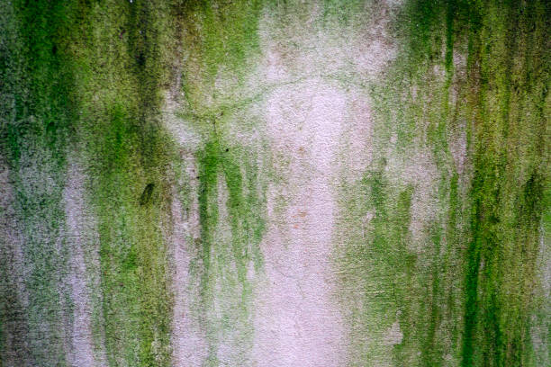 istock lichen on old cement wall,abstract background closeup 1155353465