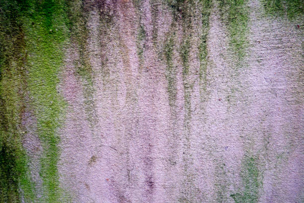 istock lichen on old cement wall,abstract background closeup 1155353506