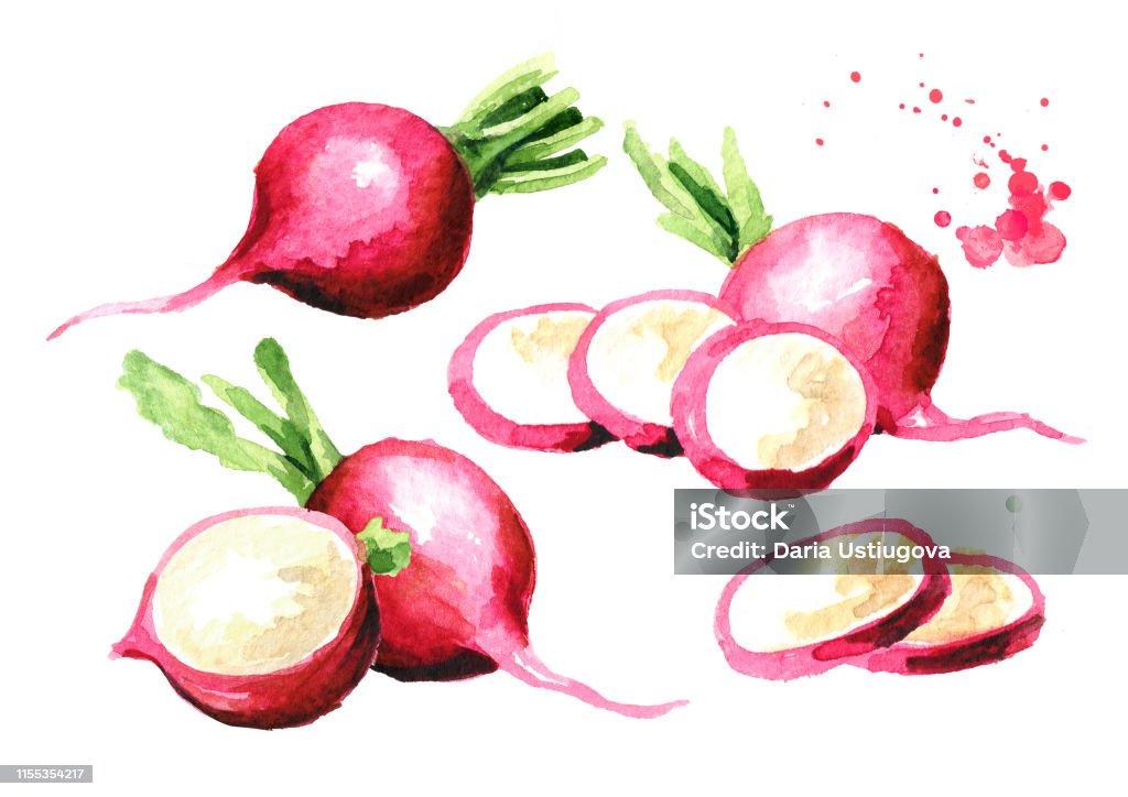 Piccolo giardino ravanello rosso fresco. Elementi di progettazione grafica. Illustrazione disegnata a mano ad acquerello, isolata su sfondo bianco - Illustrazione stock royalty-free di Agricoltura