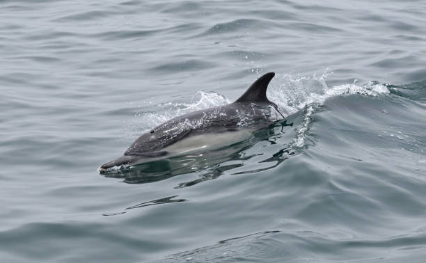istock An Aquatic Mammal Up-Close 1155355104