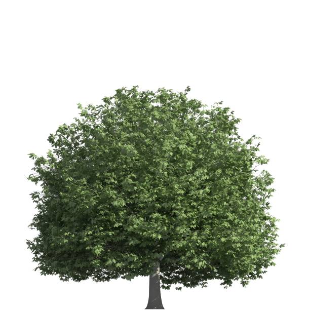 istock Tree 3d illustration isolated on the white background 1155355317