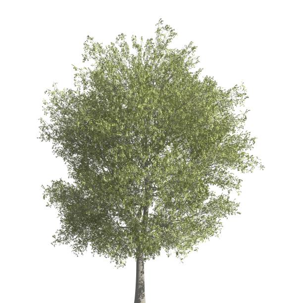 istock Tree 3d illustration isolated on the white background 1155355327