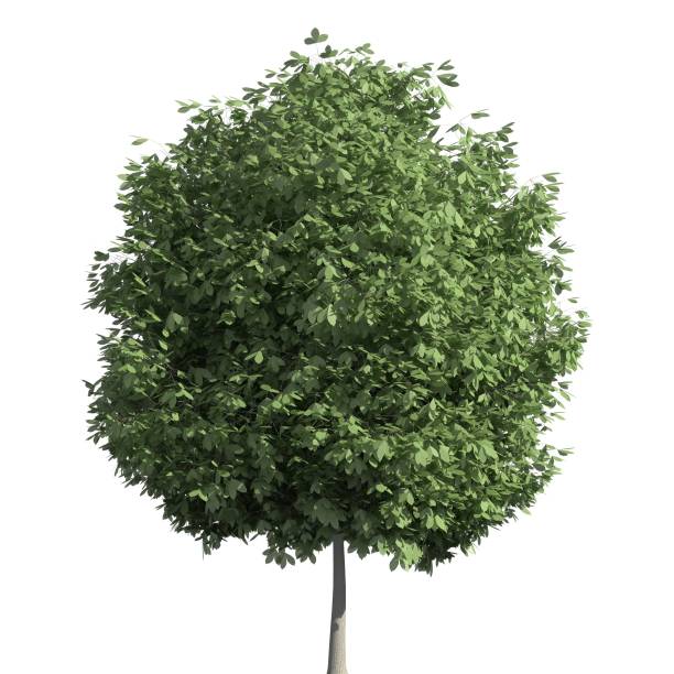istock Tree 3d illustration isolated on the white background 1155355328