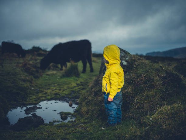 istock Toddler looking at cow on the moor 1155356019