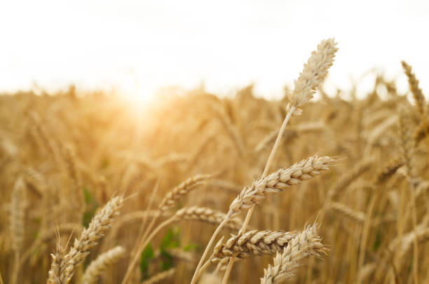 Wheat field under cloudy blue sky in Ukraine