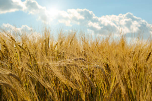istock Barley field under cloudy blue sky in Ukraine 1155356318