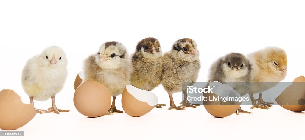 Bebê Chicks - Foto de stock de Saindo do Ovo royalty-free