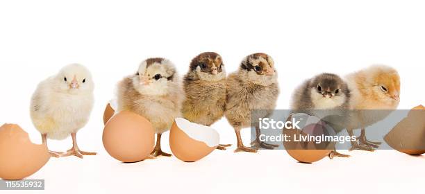 Foto de Bebê Chicks e mais fotos de stock de Saindo do Ovo - Saindo do Ovo, Galinha - Ave doméstica, Ovo