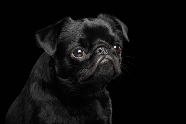 istock petit brabanson dog on isolated black background 1155360637