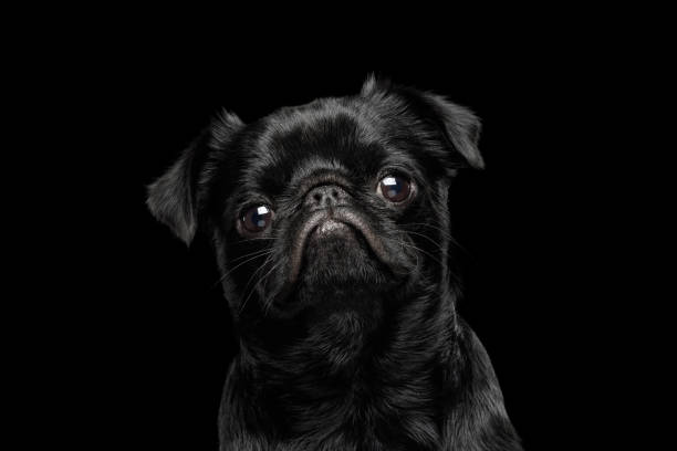 istock petit brabanson dog on isolated black background 1155360643