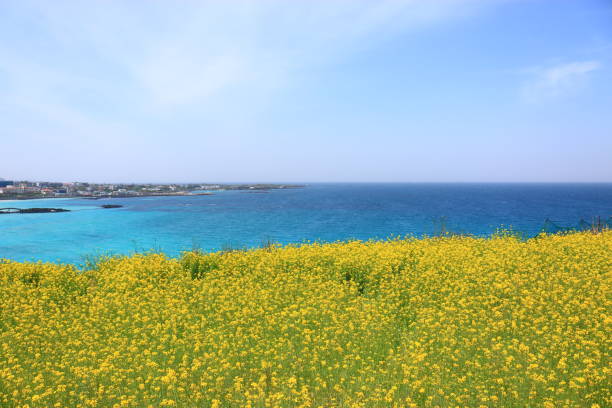 istock Hamdeok Beach, West Wu Bong, wildflower, flower, beach, 1155361904